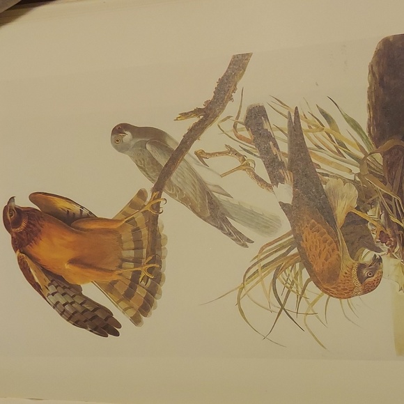 Marsh Hawk Plate 124, Red-Necked Grebe Plate 125 - Picture 2 of 5